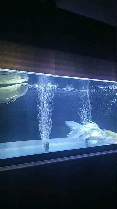Arowana tankmate platinum koi slayer #aquarium #shorts #aquascape #arwana #arowanafish