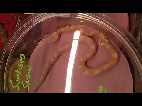camera iphone 8 plus apk Herps conroe Reptile and pet expo