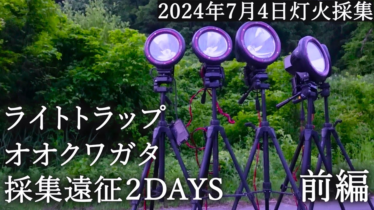 極太オオクワガタ8ペアーNo2 お祭りやイベント