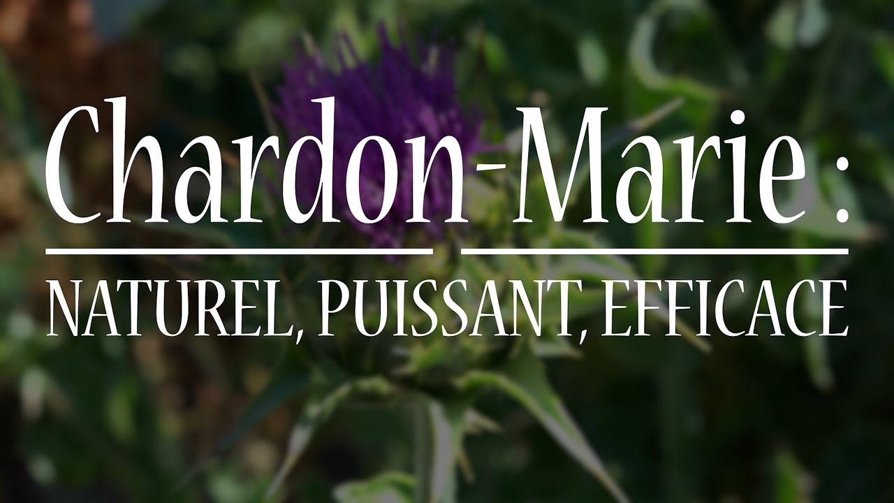 Le chardon-marie #herboristerie #santé