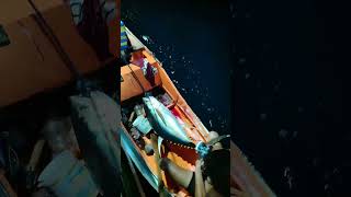 fishing effort #viralvideo #handfish #handlinefishing #youtubeshorts #tunafishing