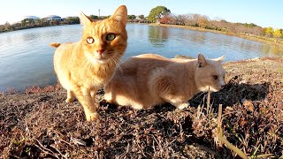 【親分とチビ】仲良しの茶トラ猫とクリーム猫が池の周りを駆け回る