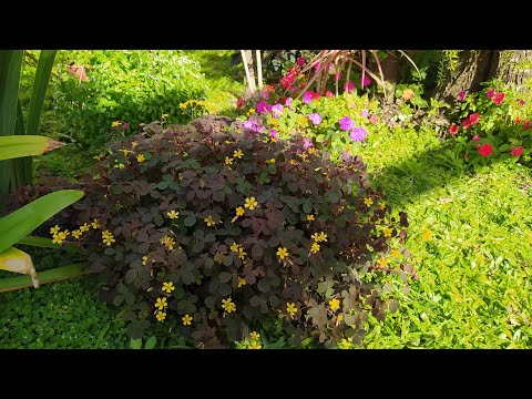 Vídeo: Cultivando Oxalis Houseplant - Dicas sobre como cuidar de plantas de trevo