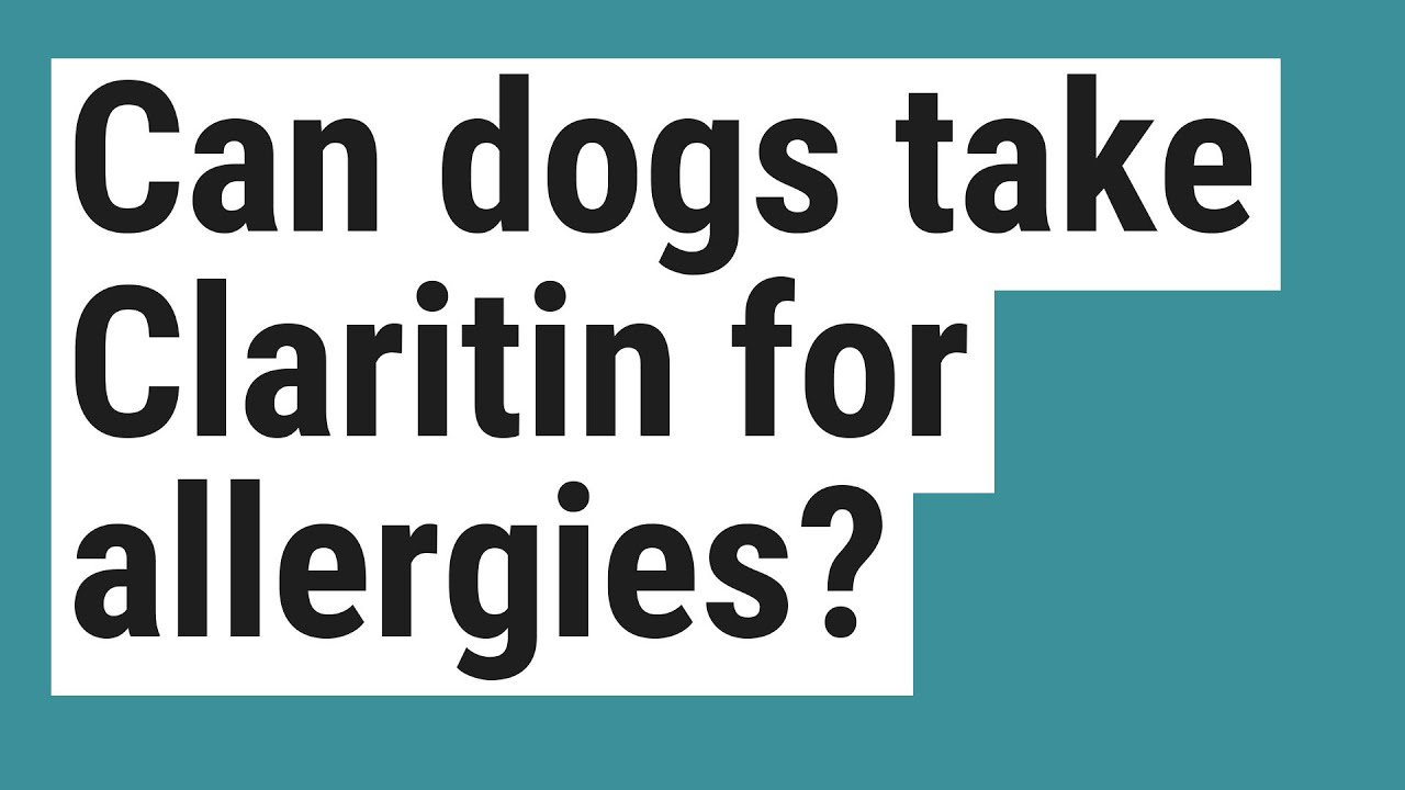 Can Dogs Take Claritin For Allergies?