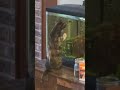 Cordelia introducing herself to Gwen. Kitten and fish.