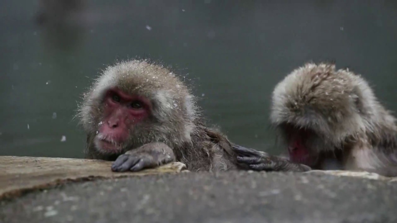 Los monos de nieve japoneses alivian su estrés con aguas termales