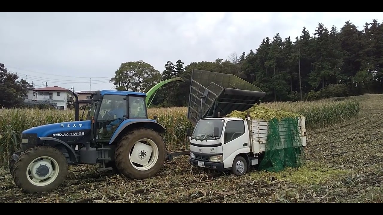 牛肉をつくる仕事 飼料用トウモロコシ② - YouTube