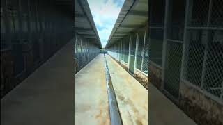 Nouvelle porcherie #piggery #pig #porc #elevage #astuces #formation #viral #tuto #afrique
