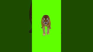Green Screen Tiger Running