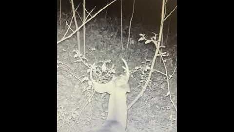 Small 8 point checkin a scrape #shorts #northcarolina #bowandarrow #deerhunting #buck