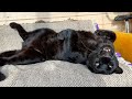 Luna the panther, cat cafe and other things 😸 (ENG SUB)