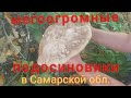 Грибы огромные, таких вы не видели! Грибалка удалось. Грибы 2020 в Самарской обл.