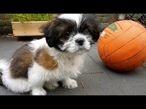 12 week old shih tzu