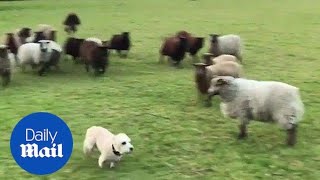 Worst sheepdog in the world? A sheepdog that fears the sheep