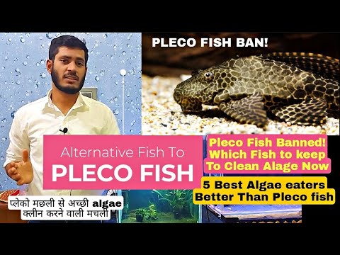 5 Algae Eaters Better Than Pleco Fish #substituteFishtopleco #Pleco