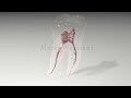 The Root Canal Anatomy Project