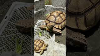 Bapak dan Anak Kura-kura Sulcata #shorts
