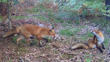 🦊 Wild Visitors of the Forest 🌲: Fox, Squirrel & Cats on Trail Cam 📸 #trailcam  #forestwildlife