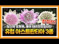 [전.량.품.절] [댓글이벤트종료!!!!] "별처럼 피어나는 우아함, 아스트란시아 3종 한정 판매!" 유럽 감성 그대로, 정원에 별을 물들이다