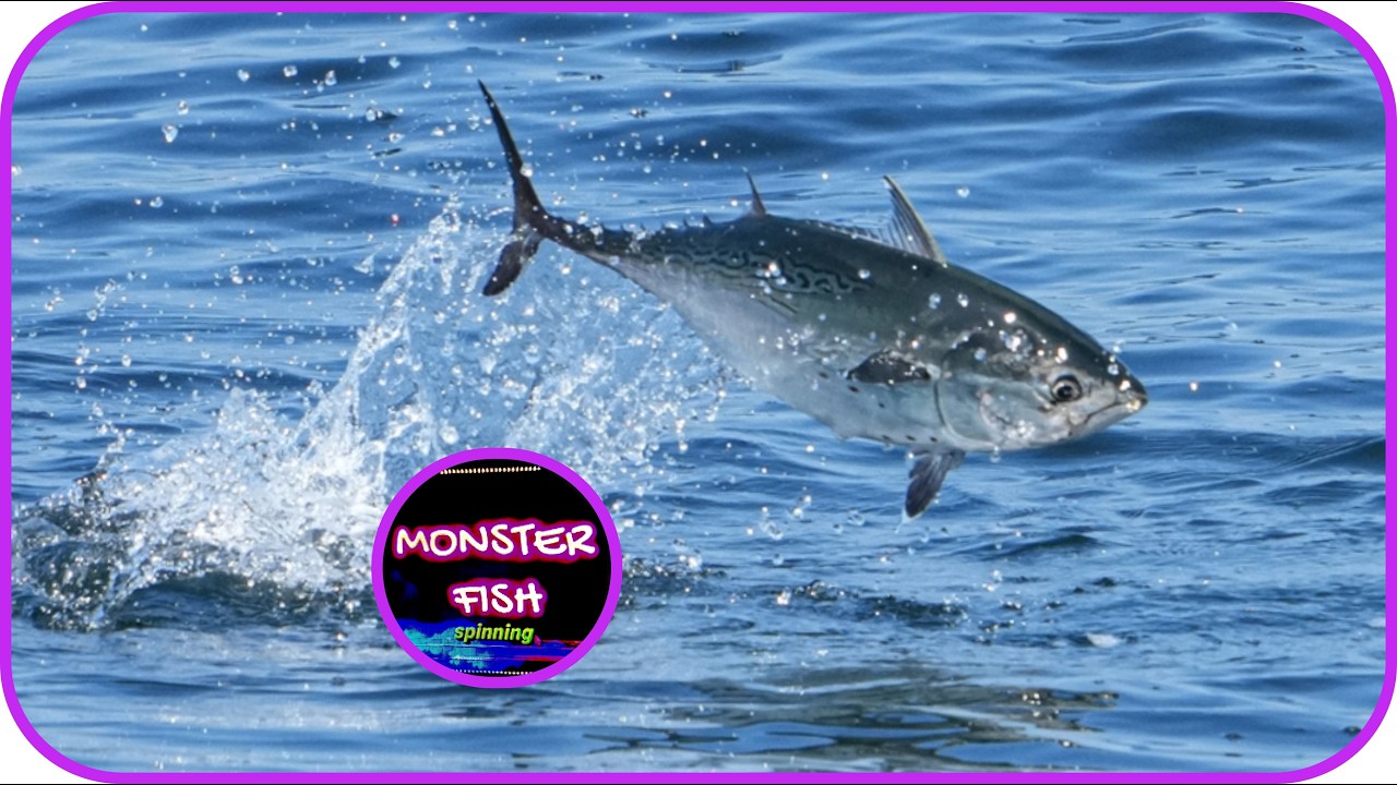 BRUTAL ATAQUE !!  DIA DE BACORETAS