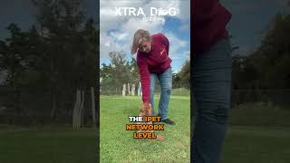 Launch Your Dog Training Career: Get Certified! #shorts