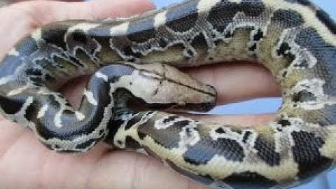 A few babies from the Nepthys clutch - Sumatran Short Tail Pythons
