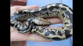 A few babies from the Nepthys clutch - Sumatran Short Tail Pythons