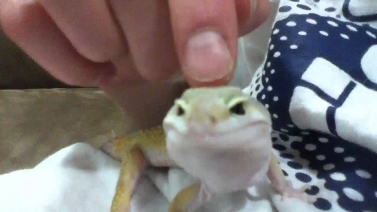 Friend petting my male leopard gecko. YouTube