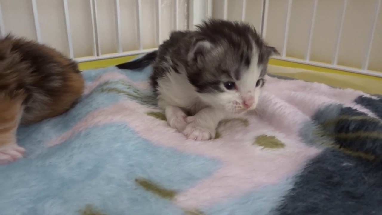 2 week old Maine coon kittens - YouTube