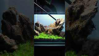 Aquarium Plant Head Start