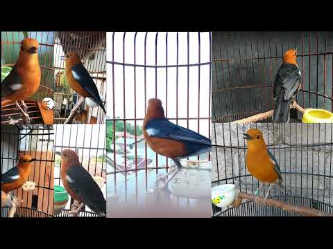 Anis merah ngeplong cocok buat pancingan burung macet