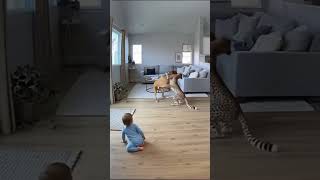 Cheetah Breaks Into House To Attack Baby Dogs Reaction Is Legendary