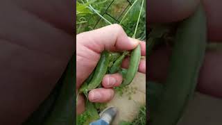 Picked a few Pea Pods 🫛