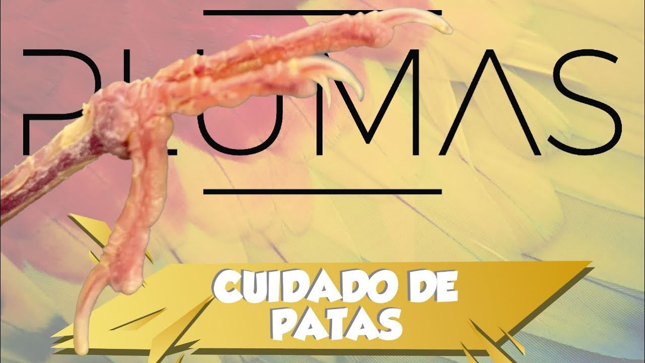 Cuidados de patas, picos y uñas en canarios y otras aves - YouTube