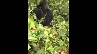 Safari - Rwanda Gorilla Trek 8b