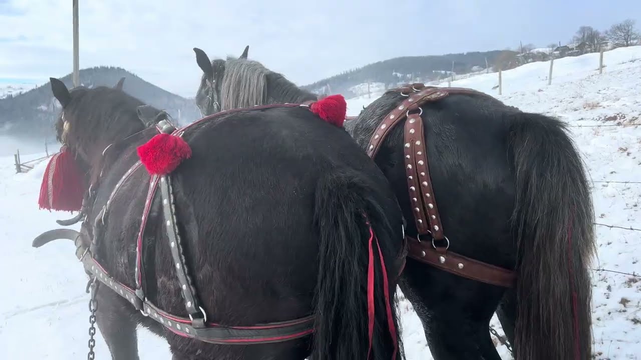 🏔️Зимова казка у горах 🏔️