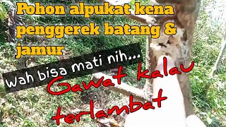 Cara Mengobat Pohon Alpukat Kena Penggerek Batang Dan Jamur Yang Mematikan