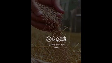 فَلْيَنظُرِ الْإِنسَانُ إِلَىٰ طَعَامِهِ | سورة عبس | القارئ يوسف ابكر