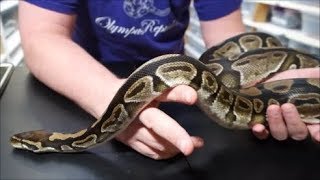 Famous Meet our snakes.  Normal ball python Eileithyia, our personal rescue snake. Wealth
