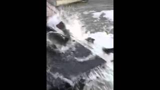 IMG 0067
