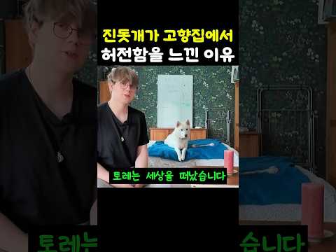 세상을 떠난 셰퍼드 언니를 기억하는 진돗개 thumbnail