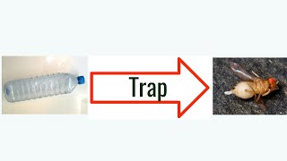 World simple greatest Fruit fly Trap || Latest upload 2018