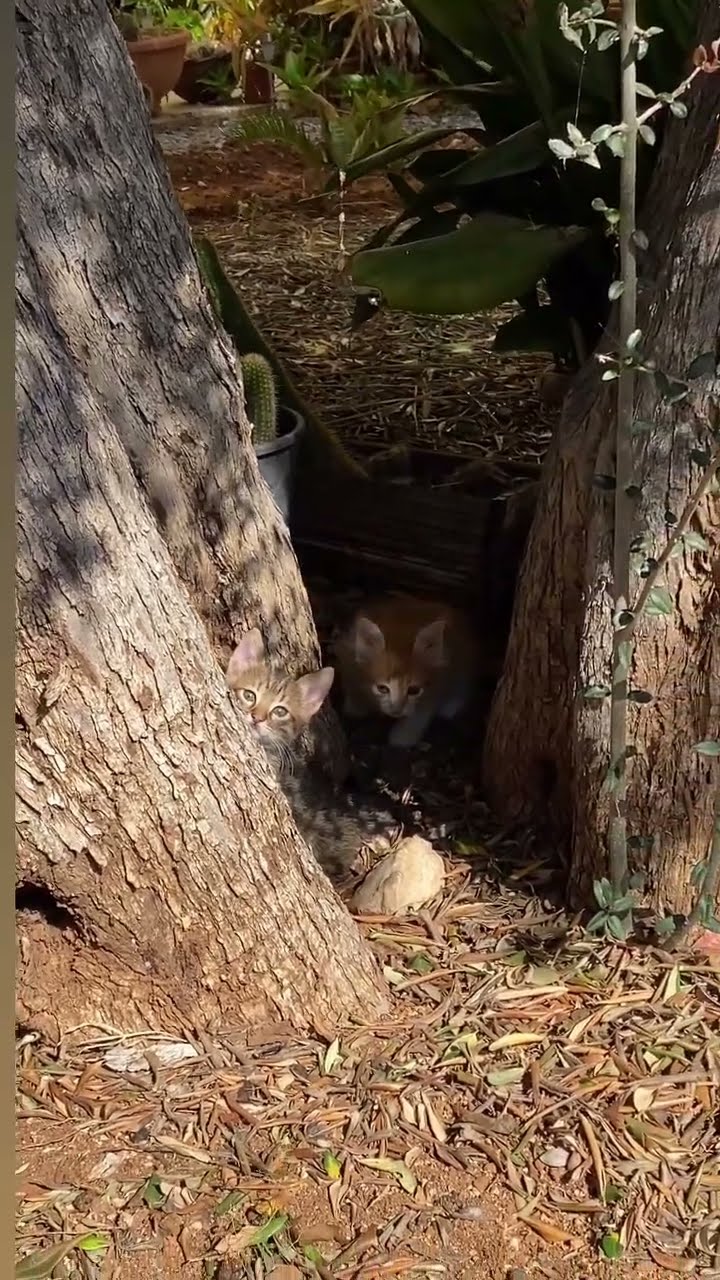 Très mignon petit chaton orange