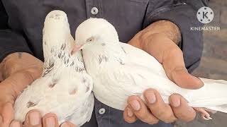 Pure punjabi malwai kabootar for sale 700 per Delhi mein 8447579723