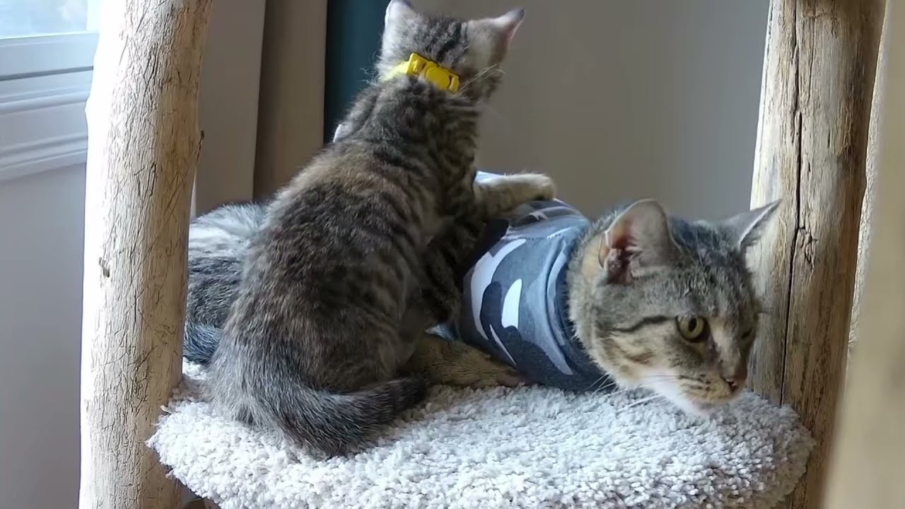 Rue and cute sleepy kittens and a kitten that needs a good power washing