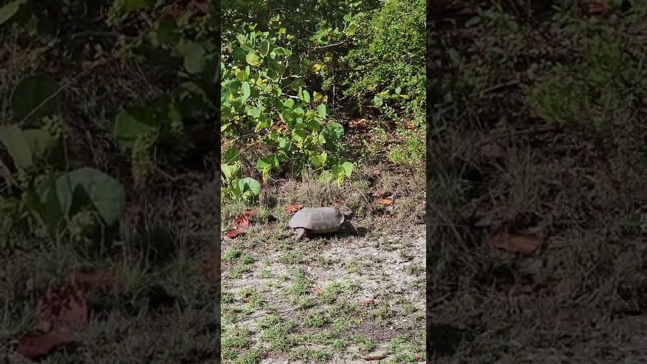 Gopher Tortoise