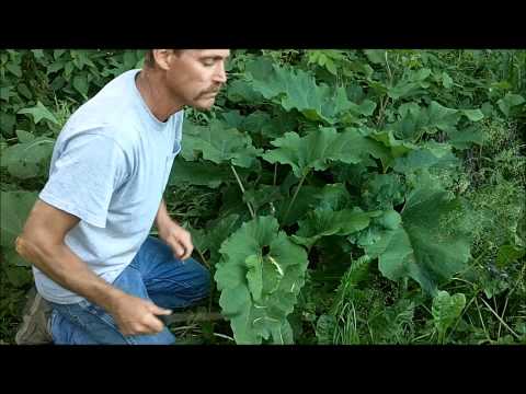 Burdock. Eating the stems and stalks. Wild Edibles.