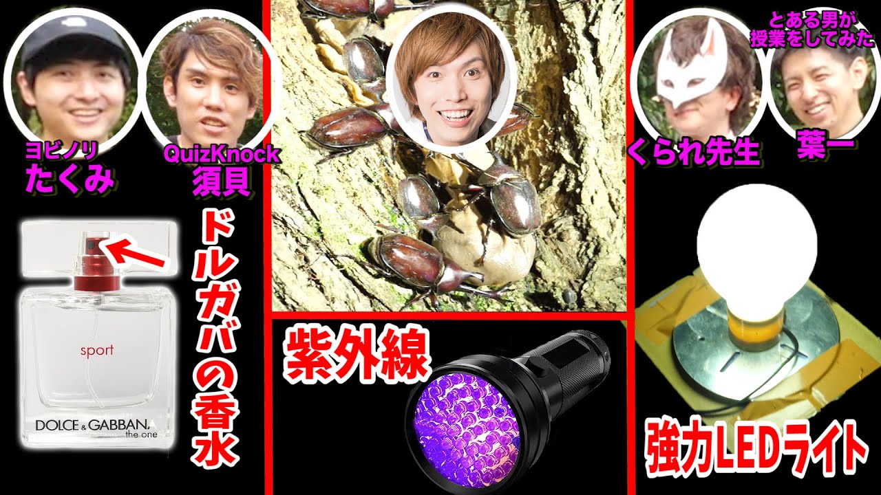 カブトムシを一番引き寄せるのは誰だ？ヨビノリ、QuizKnock、とある男たちが考え抜いた罠！【実験】Possibility science Science challenge