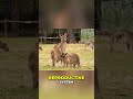 Kangaroo Reproductive Secrets: Amazing Embryonic Diapause! #shorts