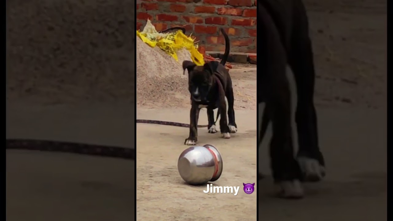 Jimmy pitbull dog (brindle colour) 1.5 month old 